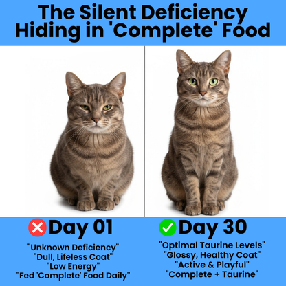 Help Cover the Taurine Gap Before Your Cat Shows the Signs